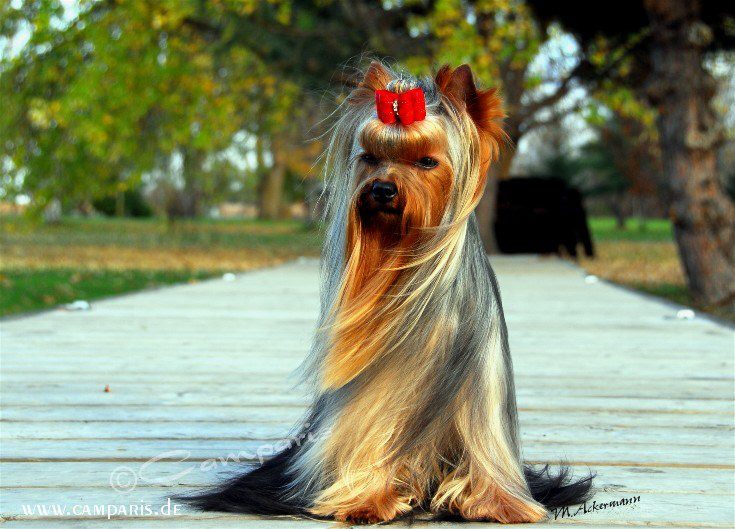  CAMPARIS NICNAK’S KEEPER &mdash; Labaza DogPedigree YorkshireTerrier